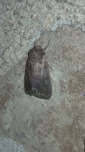 Attēlu rezultāti vaicājumam “Lacanobia suasa”