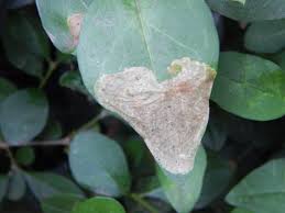 Attēlu rezultāti vaicājumam “Gracillaria syringella larva”