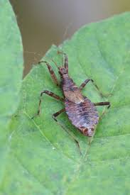 Attēlu rezultāti vaicājumam “Himacerus apterus”