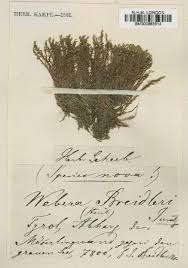 Attēlu rezultāti vaicājumam “Pohlia sphagnicola”