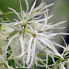 Attēlu rezultāti vaicājumam “Chionanthus virginicus flower”
