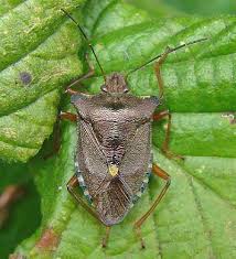 Attēlu rezultāti vaicājumam “Pentatoma rufipes”