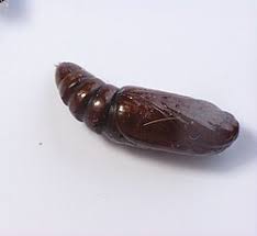 Attēlu rezultāti vaicājumam “Acronicta megacephala larva”