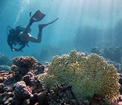 Image result for Pyle Octopush Club