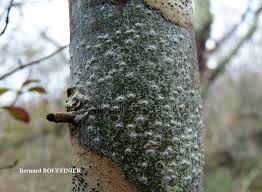 Attēlu rezultāti vaicājumam “Pertusaria leioplaca”