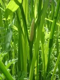Attēlu rezultāti vaicājumam “Acorus calamus fruit”