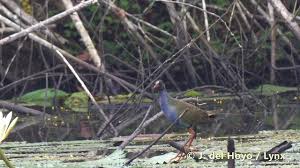 Image result for Porphyrio alleni