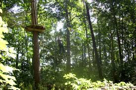 Image result for Go Ape! Leeds Castle