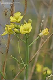 Attēlu rezultāti vaicājumam “Diplotaxis tenuifolia bud”