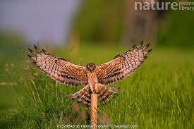 Attēlu rezultāti vaicājumam “Circus pygargus”