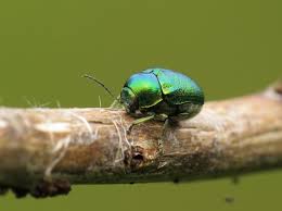 Attēlu rezultāti vaicājumam “Cryptocephalus aureolus, Cryptocephalus sericeus”