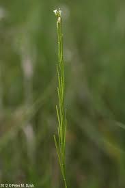 Attēlu rezultāti vaicājumam “Arabis hirsuta fruit”