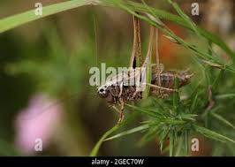 Attēlu rezultāti vaicājumam “Metrioptera brachyptera”