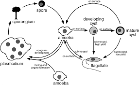 Attēlu rezultāti vaicājumam “Physarum obscurum plasmodium”