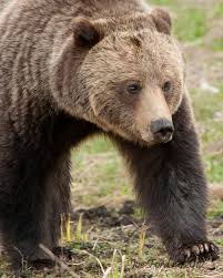 Image result for brown bear