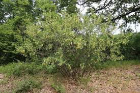 Image result for Colutea x media (arborescens x orientalis)