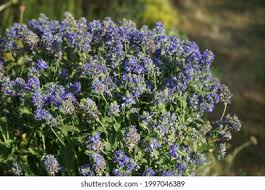 Attēlu rezultāti vaicājumam “Veronica austriaca subsp. teucrium bud”