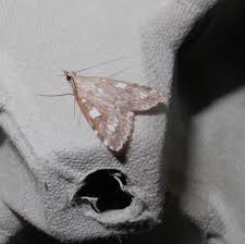 Attēlu rezultāti vaicājumam “Udea olivalis”