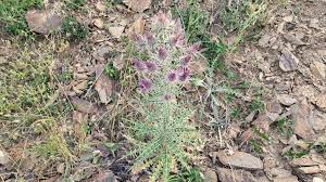 Image result for Ptilostemon afer