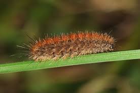 Attēlu rezultāti vaicājumam “Diacrisia sannio female”