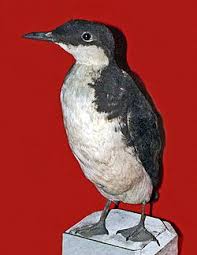 Image result for Synthliboramphus antiquus