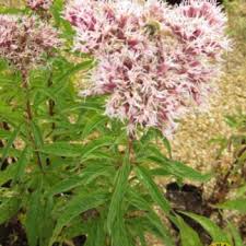 Attēlu rezultāti vaicājumam “Eupatorium cannabinum bud”