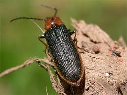 Attēlu rezultāti vaicājumam “Denticollis linearis”