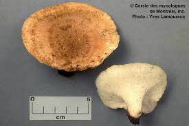 Attēlu rezultāti vaicājumam “Polyporus melanopus”