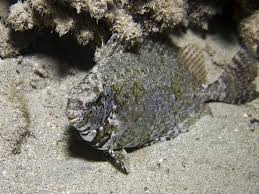 Image result for Siganus rivulatus
