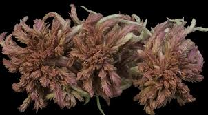 Attēlu rezultāti vaicājumam “Sphagnum rubellum”