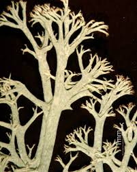 Attēlu rezultāti vaicājumam “Cladonia cornuta”