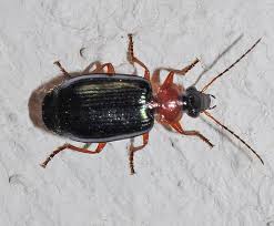 Attēlu rezultāti vaicājumam “Lebia chlorocephala”