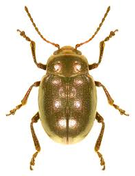 Attēlu rezultāti vaicājumam “Chrysolina fastuosa”