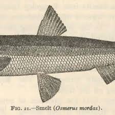 Image result for Osmerus mordax