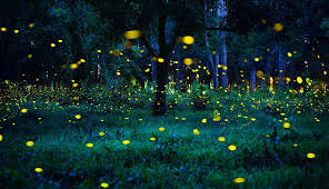 Image result for Fireflys Badminton Club