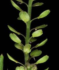 Attēlu rezultāti vaicājumam “Lepidium densiflorum fruit”