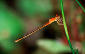 Attēlu rezultāti vaicājumam “Lestes virens”