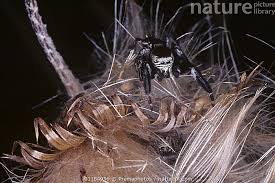 Attēlu rezultāti vaicājumam “Evarcha falcata male”