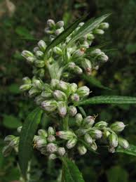 Attēlu rezultāti vaicājumam “Artemisia vulgaris bud”