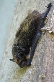 Attēlu rezultāti vaicājumam “Eptesicus nilssonii”