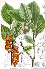 Attēlu rezultāti vaicājumam “Schisandra chinensis”