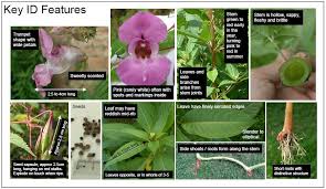 Attēlu rezultāti vaicājumam “Impatiens glandulifera leaf”
