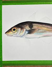 Image result for Coregonus huntsmani