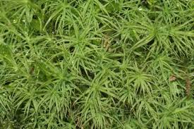 Attēlu rezultāti vaicājumam “Bartramia pomiformis”