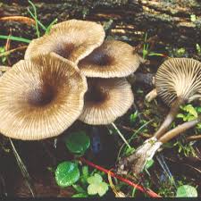 Attēlu rezultāti vaicājumam “Arrhenia retiruga”