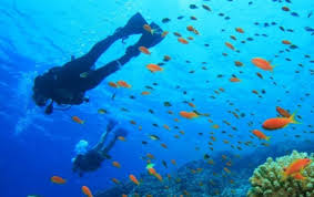 Image result for Scuba Skooling