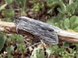 Attēlu rezultāti vaicājumam “Cucullia lucifuga larva”