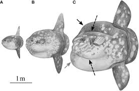Image result for Mola mola