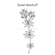 Attēlu rezultāti vaicājumam “Galium odoratum fruit”