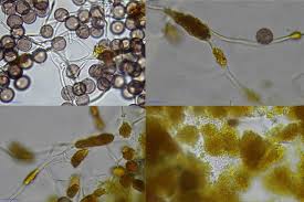 Attēlu rezultāti vaicājumam “Physarum viride var. aurantium”